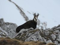 Den Tod der Gämsen verursachten zwei verschiedene Bakterienstämme.
Quelle: (Foto: A. Haymerle) (idw)