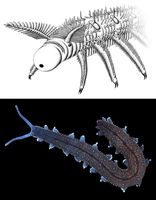 Fossile und rezente Verwandte der Gliederfüßer mit ungegliederten Beinen. Oben: rekonstruiertes Vorderende des kambrischen Lobopodiers †Onychodictyon ferox aus der Chengjiang-Fauna, Südchina. Unten: rezenter Stummelfüßer (Onychophora) aus Australien.
Quelle: Georg Mayer, Universität Leipzig (idw)