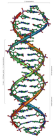 Strukturmodell eines Ausschnitts aus der DNA-Doppelhelix (B-Form) mit 20 Basenpaarungen