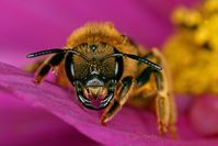 Die Wildbiene Halictus scabiosae
Quelle: Bildquelle: A. Haselböck (idw)