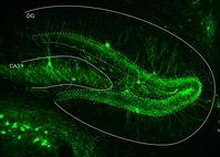 Der Hippocampus ist für Gedächtnis und Lernen maßgeblich. Das Bild zeigt seine charakteristische Form. Hervorgehoben sind die Interneuronen in grün, durch weiße Linien markiert sind das "Ammonshorn" (CA3) sowie der Gyrus Dentatus (DG).
