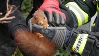 Das Eichhörnchen ist gerettet Bild: Feuerwehr Celle