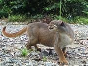 Die geheimnisvolle Borneokatze, die nur auf dieser Insel vorkommt. Foto: Joanna Ross und Andrew Hearn, Oxford University, WildCRU.