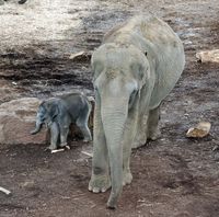 Elefanten im Kölner Zoo (Symbolbild)