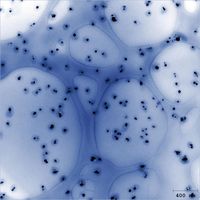 Silber-Nanopartikel auf Lachs-DNA nach der Bestrahlung mit UV-Licht (transmissionselektronenmikroskopische Aufnahme: Philipp Mueller, CFN)
Quelle:  (idw)