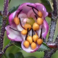 Eine Blüte von Axinaea affinis. Die gelben kugelförmigen Staubblattanhängsel (Blasebalg-Organe) erze
Quelle: Copyright: Agnes Dellinger (idw)