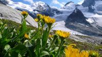 Aufgrund von steigenden Temperaturen stossen Pflanzen in höhere Regionen vor. Im Bild: Clusius-Gämsw
Quelle: (Foto: Jörg Schmill) (idw)