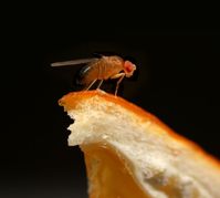 Eine Orangenschale ist ein ideales Eiablagesubstrat für Drosophila, denn die parasitische Wespe Lept
Quelle: M. C. Stensmyr / Universität Lund (idw)