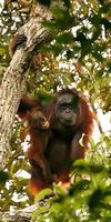 Borneo- Orang Utans. Bild: Jimmy Syahirsyah / WWF-Indonesien
