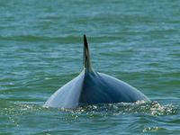 Finnwalfluke © WWF-Canon / Gustavo Ybarra