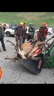 Sachsenforst gerät zunehmend in die Kritik von ortsansässigen Jägern / Bild: "obs/Wildtierschutz Deutschland e.V."