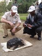Robert Muir und Paulin Ngobobo stellen den Kopf eines der getötet Gorillas zwecks Identifizierung sicher. Foto: Muir/Ngobobo