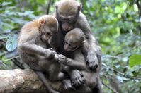 Wildlebende Assammakakenkinder inspizieren ein Knie (Phu Khieo Wildlife Sanctuary, Thailand).
Quelle: Foto: Andreas Berghänel (idw)