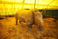 Nashorn Hulk im Circus Voyage. Bild:  VIER PFOTEN, Fred Dott