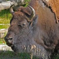 Bison: sein Fleisch wird immer begehrter. Bild: Hans-Jürgen Schmitt/pixelio.de