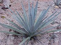 Blaue Agave (Agave tequilana) Bild: Kurt Stüber / de.wikipedia.org