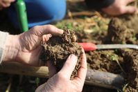 Böden aus Ökolandbau sind in der Regel fruchtbarer durch Milliarden von Bodenorganismen. Bild: ZDF Fotograf: ZDF/Berndt Welz