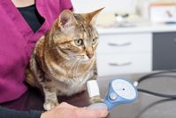 Die regelmäßige Blutdruckmessung bei älteren Katzen kann helfen, erste Anzeichen einer Nierenerkrankung früh zu erkennen.