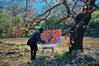 Das Foto zeigt, dass ein lokaler Bauer in einem Kakigarten in der Stadt Qingzhou in der ostchinesischen Provinz Shandong malt.  Bild: Xinhua Silk Road Information Service Fotograf: Xinhua Silk Road