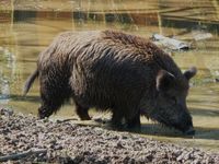 Wildschwein