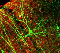 Mikroskopische Aufnahme der Großhirnrinde einer Maus. Einige Neuronen wie das Pyramiden-Neuron mit großem Dendritenbaum in der Bildmitte exprimieren grün fluoreszierendes Protein.Rot gefärbt sind GABA-produzierende Interneuronen zu sehen.(Länge des Maßstabs unten rechts: 100 µm)
