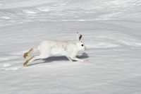 Schneehase im Winterfell, Norwegen