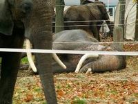Krone-Elefant „Joe“ leidet an Depressionen. Bild: PETA