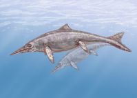 Lebensbild von Shastasaurus, einem Vertreter riesiger Ichthyosaurier aus der Trias