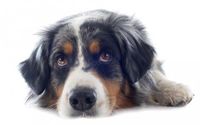 Nicht zuletzt sein Aussehen macht den Australian Shepherd so beliebt! Bild: "obs/AGILA Haustierversicherung AG/cynoclub - Fotolia.com"