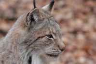 Hessenluchs
Quelle: Foto: Thomas Trapke (idw)