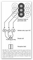 Von MV-Kugeln zu MV-Fäden? Die Umwandlung von kreisrunden rezeptiven Feldern in längliche rezeptive Felder. Quelle: Paxinos, Geroge; Mai, Jürgen K.: The Human Nervous System (2. Aufl.), San Diego: Academic Press 2004, S. 1287