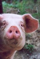 Schweine und Wildschweine sind oft mit Influenza durchseucht. Bild: Freier Wissenschaftsjournalist