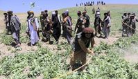 Taliban vernichten eine Mohnplantage in der Provinz Badachschan am 10. Mai 2023.