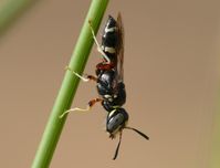 Ein männlicher Bienenwolf (Philanthus pulcherrimus) in seinem Territorium. Drei Gattungen dieser Gra
Quelle: Martin Kaltenpoth / Max-Planck-Institut für chemische Ökologie (idw)