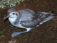 Ausgewachsener Dünnschnabel-Walvogel Bild: MPI für Ornithologie