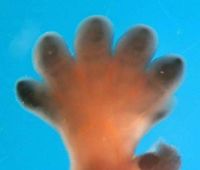 Embryo-Hand: Die dunkle Färbung zeigt die Expression von SOX9 an.
Quelle: (Bild: UZH) (idw)
