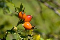 Hagebutte der Hundsrose (Rosa canina)