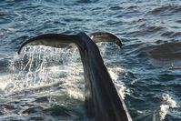 Geschützt und gejagt: Wale (hier: abtauchender Pottwal)
Quelle: (Foto: Dietmar Pietschock) (idw)