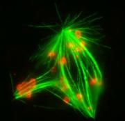 Abnormale mitotische Spindel, für deren Deformation eine defekte Zellteilungskontrolle verantwortlich ist. Die Chromosomen sind rot, die Mikrotubuli grün gefärbt.  Bild: Max-Planck-Institut für molekulare Genetik