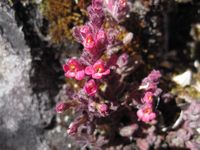 Diese rotblütige Art der Gattung Bartsia war der Wissenschaft bislang unbekannt.
Quelle: Foto: Steven Paul Sylvester, Universität Zürich (idw)