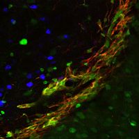 Neue Vorläuferzellen (rot, grün) im Gehirn der Maus. Bild: ISF.