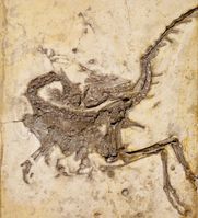 Überstreckte Haltung: Compsognathus longipes aus der Fossillagerstätte bei Solnhofen. Hals und Schwanz sind stark über das Rückgrat hinweg gekrümmt.
Quelle: Foto: © G. Janßen, O. Rauhut, Bayerische Staatssammlung für Paläontologie und Geologie (idw)