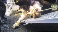 Ein Rind wird 2019 verwundet per Seilwinde verlasen und zum Schlachthof Maretzki gebracht. Bild: SOKO Tierschutz e.V. Fotograf: SOKO Tierschutz e.V.