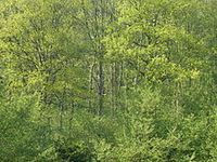Blick in einen Eichen-Mischwald Bild: FreddyKrueger / de.wikipedia.org
