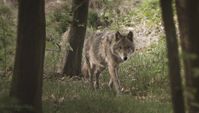 Bild: Wildtierschutz Deutschland e.V. Fotograf: René Schleichardt, WTSD