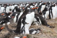 Enge nachbarschaftliche Beziehungen: Seevögel brüten  oft in dichten Kolonien, wie hier die Eselspinguine in den Falkland-Inseln. Was vor Freßfeinden schützt, begünstigt Zecken und andere Blutsauger, die Krankheiten übertragen könnten. Diese Population war jedoch frei von Blutparasiten.
Quelle: P. Quillfeldt/MPI f. Ornthologie (idw)