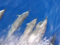 Delfine werden vom Menschen gestört. Bild: pixelio.de/V. Plack