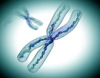 X-Chromosom: neue Forschungen der ETHZ. Bild: fotolia.de, Giovanni Cancemi