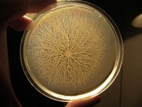 Bacillus subtilis-Bakterien schwärmen circa zwölf Stunden auf einem geeigneten Nährboden aus und erreichen den Rand der Schale innerhalb von wenigen Stunden. Ungefähr einen Tag später hat sich die Zahl der Individuen derart erhöht, dass die Schwarm-Verästelungen milchig weiß erscheinen und sich in diesem Foto im Gegenlicht klar abzeichnen.