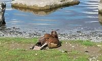 Die mit Garn gefesselte Nilgans am Phoenixsee. Bild: PP Dortmund